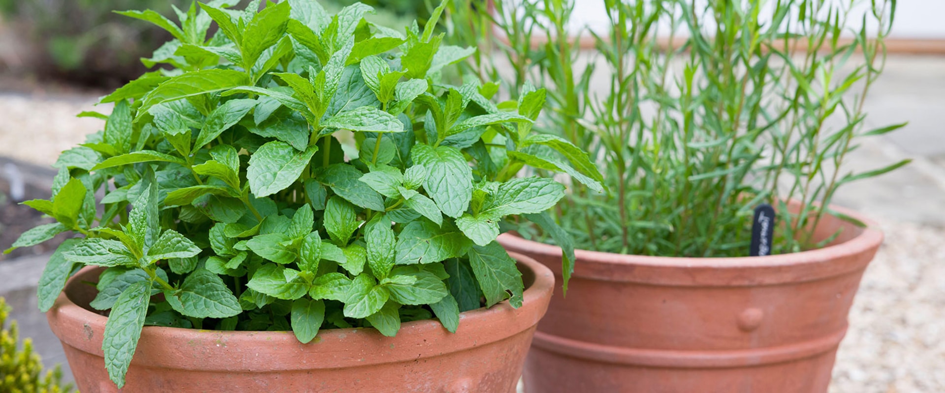 Growing Herbs in Containers: Tips and Ideas for Home and Garden Improvement