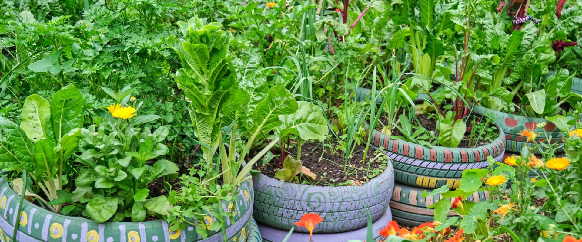 Repurposing Household Items as Planters: Creative Ideas for Home and Garden Improvement