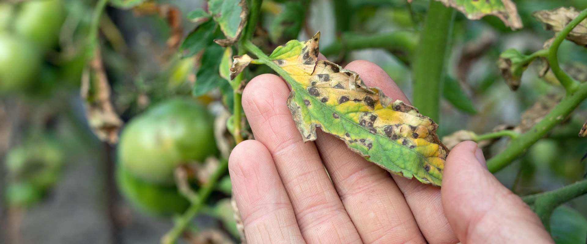 The Importance of Disease Prevention and Treatment for a Healthy Home and Garden