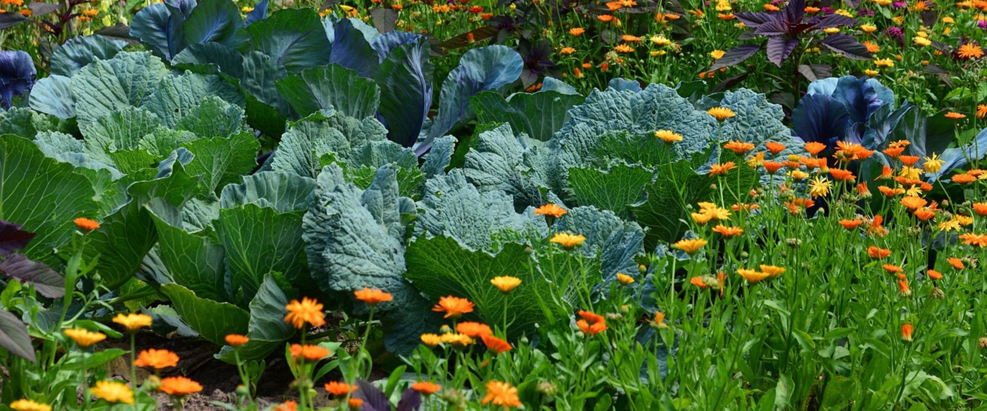 Companion Planting for Pest Control: A Complete Guide to Improve Your Home and Garden