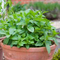 Growing Herbs in Containers: Tips and Ideas for Home and Garden Improvement