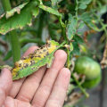 The Importance of Disease Prevention and Treatment for a Healthy Home and Garden