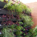 Creating a Vertical Garden: Transforming Your Home and Garden with This Latest Trend