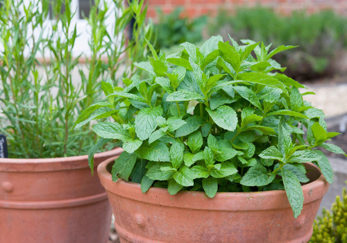 Growing Herbs in Containers: Tips and Ideas for Home and Garden Improvement