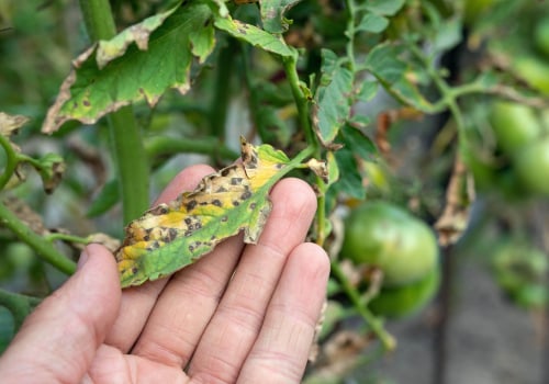 The Importance of Disease Prevention and Treatment for a Healthy Home and Garden
